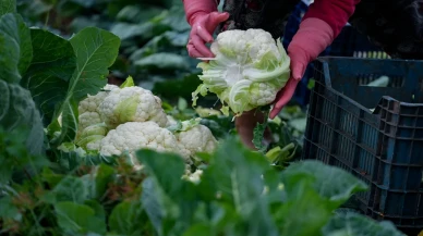 İzmir’de kış sebzesi hasadı başladı: Tarladan sofraya