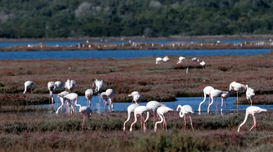 Muğla’nın ulusal sulak alanı göçmen kuşlarla doldu