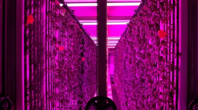 Geleceğin tarımı kampüste: Yüzde 99 su tasarruflu dikey konteyner