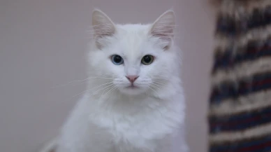 Van kedilerini koruma projesinde 120 yavru sevinci