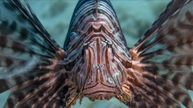 İstilacı aslan balığı Akdeniz'in ekosistem dengesini tehdit ediyor mu?