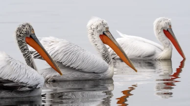 İzmir Körfezi’nin zarif misafirleri: Tepeli pelikanlar