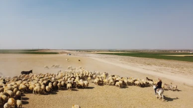 Sivas’ta kaybolan çoban, ahırda ölü bulundu