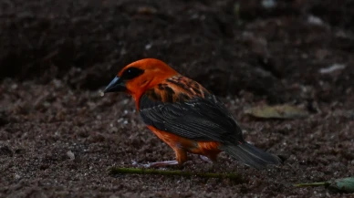 Madagaskar'a özgü  kuş türü olan kırmızı fodi