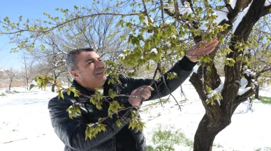 Malatya'daki zirai don kayısı bahçelerini vurdu