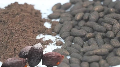 Zeytin Çekirdeği Enerjisi: Türkiye ekonomisini kaldıracak  bir güç olabilir mi?