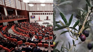 Zeytinlik alanlarında madencilikle ilgili yeni düzenleme