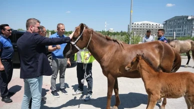 Kırklareli'nde başıboş atlar rehabilitasyona alındı