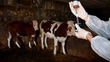 Türkiye'de şap hastalığı alarm veriyor! Uzmanlar hangi önlemleri öneriyor?