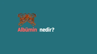 Albümin Testi Nedir?