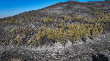 Hatay’daki orman yangınında zarar gören alanlar havadan görüntülendi