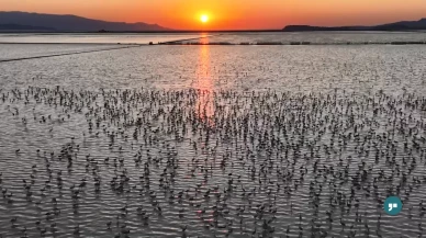 Gediz Deltası'nda 13 Bin Flamingo yavrusunun hayata gözleri açtı
