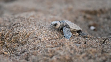Kundu sahilinde caretta caretta yavruları denizle buluştu: 25 bin yavru koruma altında