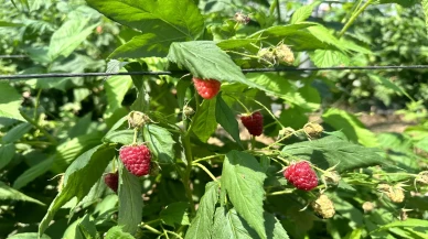 Isparta’da Ahududu Hasadı Başladı: Genç Girişimciler ve Kadın Üreticiler Öne Çıkıyor