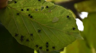 65 Bin Hektarlık Alanda Kahverengi Kokarca Mücadelesi