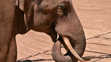 Dünya Fil Günü'nde 'Gabi' için özel menü hazırlandı
