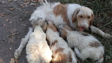 Mersin'de çukura düşen köpek yavrusunu itfaiye kurtardı