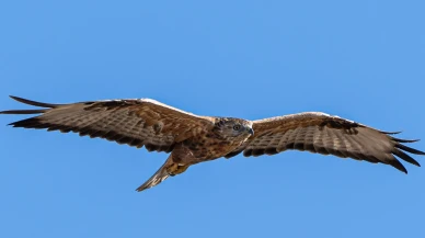 Yozgat'ta Kızıl Şahin gözlemlendi