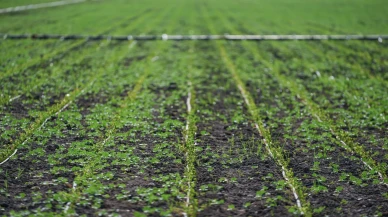 İzmir’de kuraklık besicileri "sorgum sudan" otuna yöneltti