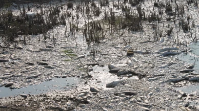 Manyas Gölü'nde toplu balık ölümleri