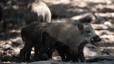 Kuşadası'ndaki milli parkta yaban domuzları alarm verdi