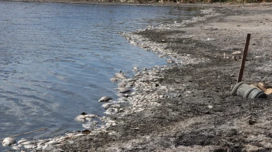 Muratlı'daki gölette kuraklık balıkları yok etti