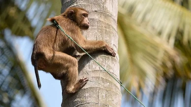 Çinli Mühendislerin Maymun Beyni gibi çalışan bilgisayarı: Yapay zeka ile dönüşüm zamanı mı?