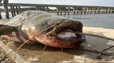 Meriç Nehri'nde 2,5 metrelik dev yayın balığı