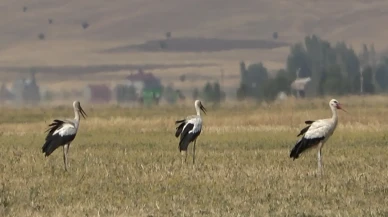 Muş Ovası'ndaki leylekler Afrika'ya göç yolculuğuna hazırlanıyor