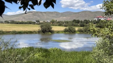 Kura Nehri’nde sıcaklık etkisi: Yosun ve otlar çoğaldı