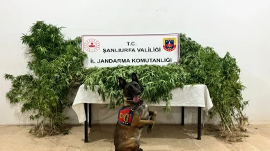 Şanlıurfa'da uyuşturucu operasyonu: 12 şüpheli gözaltında