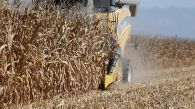 Osmaniye’de mısır hasadı başladı