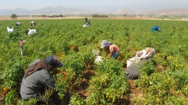 Gaziantep'te sofralık kırmızı biber hasadı başladı