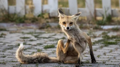 Erciş'te her akşam polis lokaline gelen sevimli misafir: Tilki