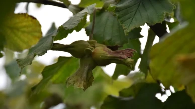 Dünya Fındık Haftası’nda Hasat Şenliği Coşkusu