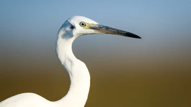 Kocaçay Deltası: Balıkçıl Kuşların büyüleyici dansı ve ekosistemin renkleri