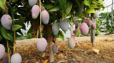 Mango ile cildinize ışıltı katmaya ne dersiniz?