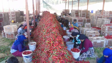 Gaziantep İslahiye’de biber hasadında “Acı” mesai başladı