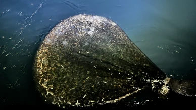 Ordu'da balıkçılar "vira bismillah" dedi yeni sezon bereketle başladı