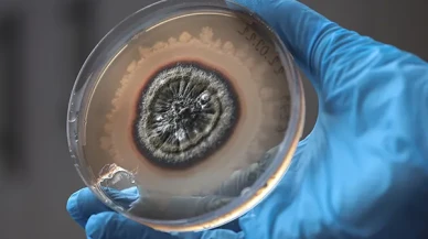 Pestisitlere dair her şey: Tarihçesi, Kullanım alanları ve sağlık etkileri neler?