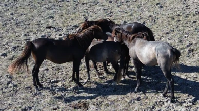 Kızılırmak Deltası'nda 450 yılkı atı doğal hayatını sürdürüyor
