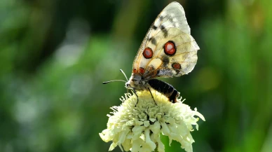 Kars'ta sonbahar güzelliği: Rengarenk kelebekler doğayı şenlendiriyor