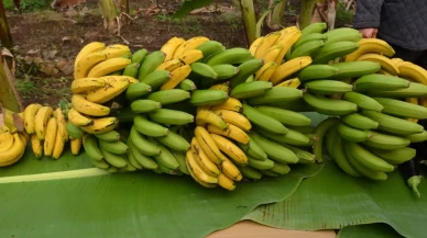 Muzun enerji verici özellikleri: Sağlıklı beslenmenin gözdesi mi?