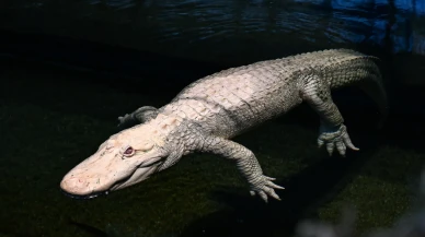 California Bilim Akademisi’nde Claude’un 30. doğum günü etkinliği