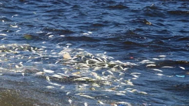 İzmir Körfezi’nde balık ölümleri ve kötü koku sorunu devam ediyor