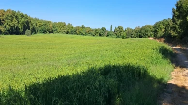 Çeltikte damla sulama ile su tasarrufu ve verim artışı
