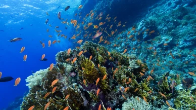 Kızıldeniz'in cazibe merkezi: Ras Muhammed Milli Parkı'nda dalış heyecanı