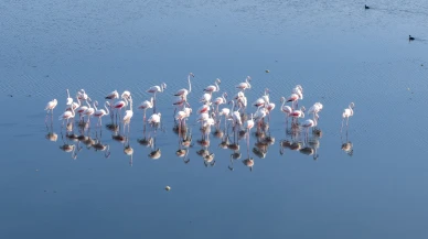 Küresel ısınma Van Gölü'ndeki flamingoları tehdit ediyor