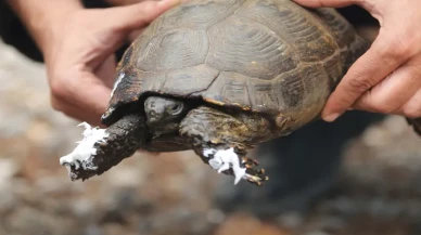Muğla UMKE ekipleri: Yangın bölgesinde hayvan kurtarma