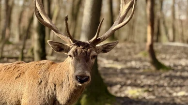 Uludağ'da Kızıl Geyik ailesinin doğal anları kaydedildi